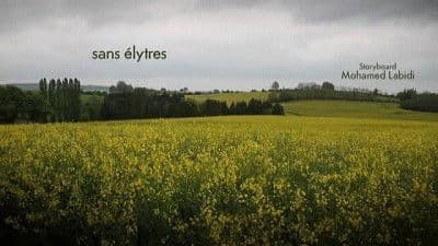 Sans élytres