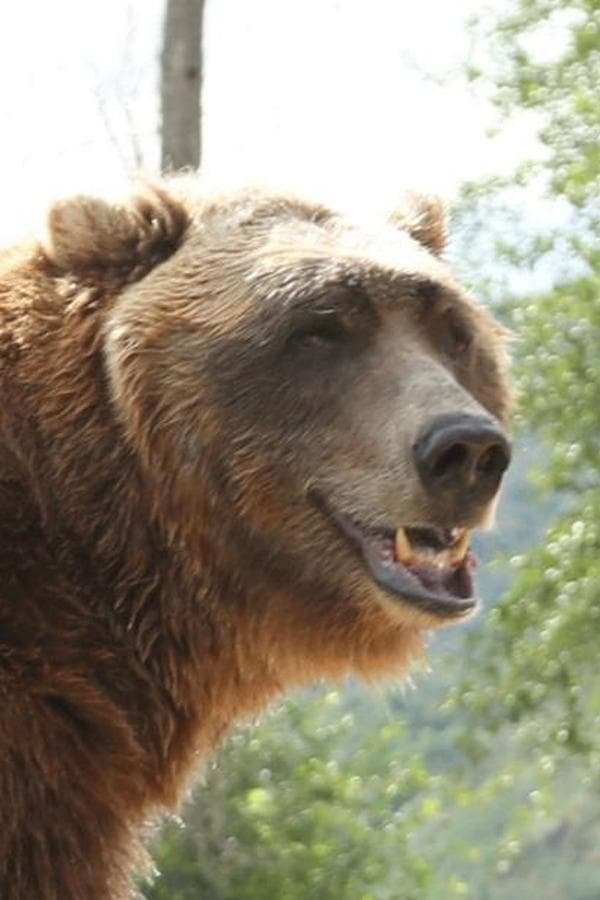 Bart the Bear profile Bart the Bear profile