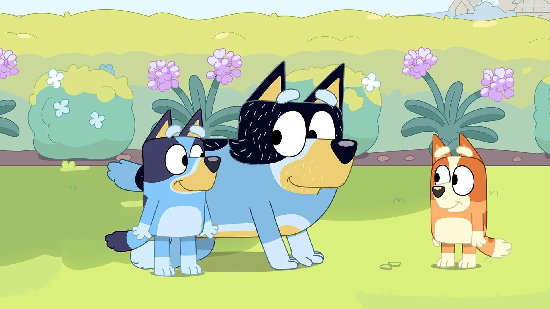 Le chien de berger Le chien de berger