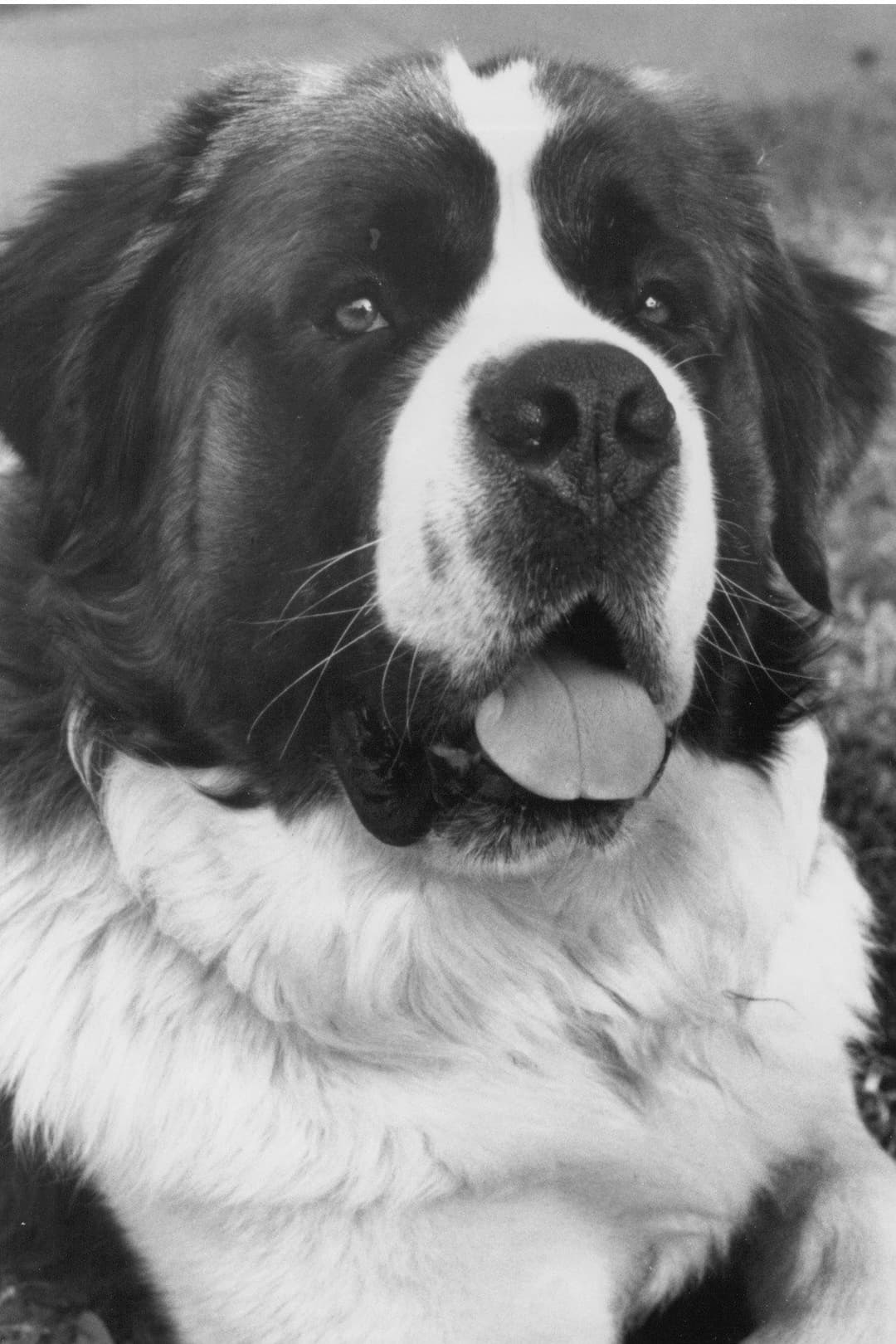 Chris the Dog profile Chris the Dog profile