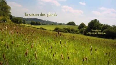 La saison des glands La saison des glands