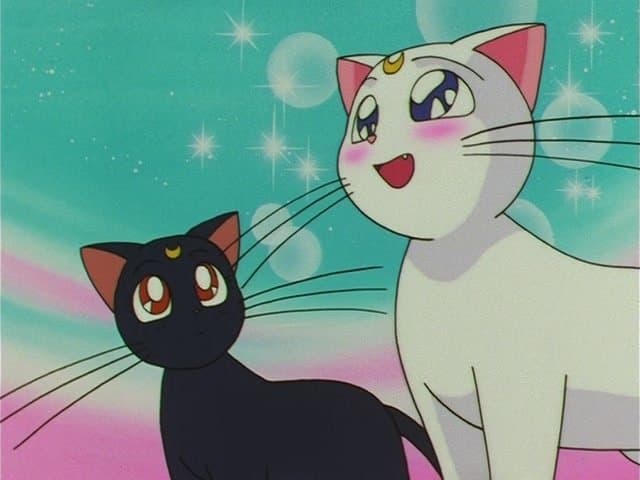 Beaucoup de bruit pour un chaton Beaucoup de bruit pour un chaton